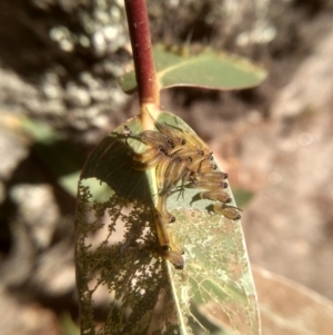 Lophyrotoma sp. (genus) at Cooma, NSW - 5 Feb 2023