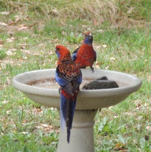 Platycercus elegans at Conder, ACT - 7 Jan 2023