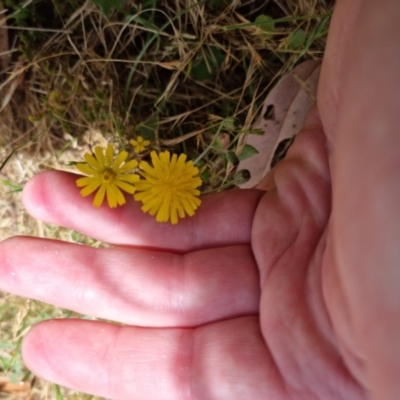 Crepis capillaris (Smooth Hawksbeard) at Bungendore, NSW - 7 Jan 2023 by clarehoneydove