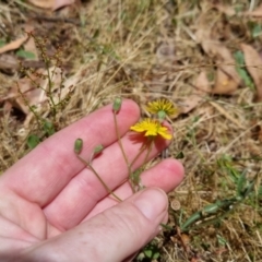 Crepis capillaris at Bungendore, NSW - 7 Jan 2023