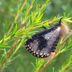 Epicoma contristis (Yellow-spotted Epicoma Moth) at Holt, ACT - 5 Feb 2023 by trevorpreston