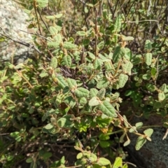 Correa reflexa var. reflexa at Stromlo, ACT - 29 Nov 2022