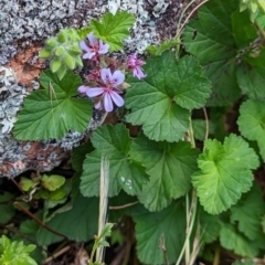 Pelargonium australe at Stromlo, ACT - 29 Nov 2022 09:31 AM