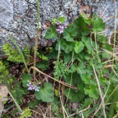 Pelargonium australe at Stromlo, ACT - 29 Nov 2022 09:31 AM