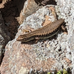 Eulamprus heatwolei (Yellow-bellied Water Skink) at Stromlo, ACT - 29 Nov 2022 by mainsprite