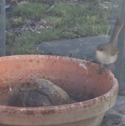 Malurus cyaneus (Superb Fairywren) at Bungendore, NSW - 5 Feb 2023 by clarehoneydove