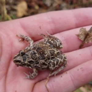 Limnodynastes tasmaniensis at Bungendore, NSW - 23 Jan 2023