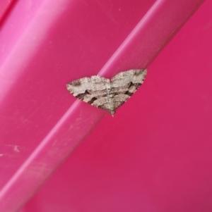 Epyaxa subidaria at Bungendore, NSW - 27 Dec 2022 03:54 PM