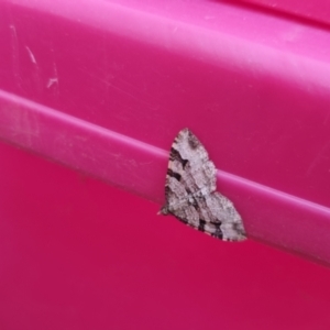 Epyaxa subidaria at Bungendore, NSW - 27 Dec 2022 03:54 PM