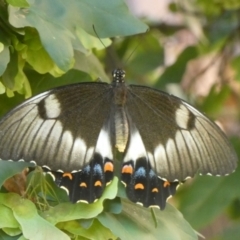 Papilio aegeus (Orchard Swallowtail, Large Citrus Butterfly) at Queanbeyan, NSW - 5 Feb 2023 by Paul4K