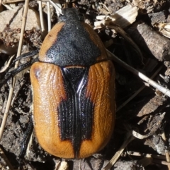 Chondropyga dorsalis (Cowboy beetle) at Queanbeyan, NSW - 5 Feb 2023 by Paul4K