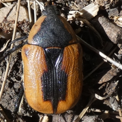 Chondropyga dorsalis (Cowboy beetle) at Queanbeyan, NSW - 5 Feb 2023 by Paul4K