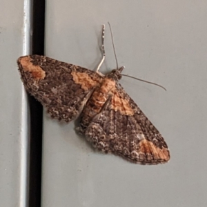 Pasiphilodes testulata at Jindabyne, NSW - 6 Feb 2023