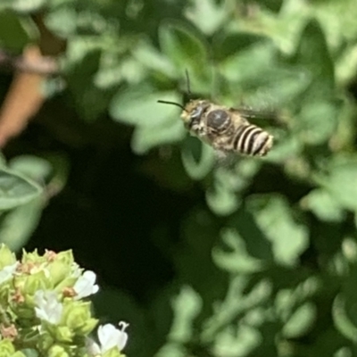 Megachile (Eutricharaea) sp. (genus & subgenus) (Leaf-cutter Bee) at Dulwich Hill, NSW - 8 Jan 2023 by JudeWright