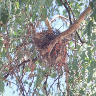 Anthochaera carunculata (Red Wattlebird) at Aranda, ACT - 5 Feb 2023 by KMcCue