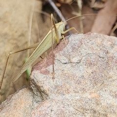 Polichne sp. (genus) at Gundaroo, NSW - 4 Feb 2023 by Gunyijan