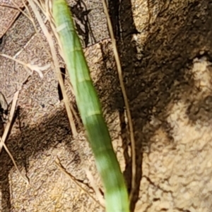 Polichne sp. (genus) at Gundaroo, NSW - 4 Feb 2023 03:59 PM