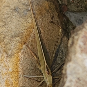 Polichne sp. (genus) at Gundaroo, NSW - 4 Feb 2023 03:59 PM