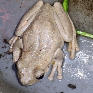 Litoria peronii at Gundaroo, NSW - 5 Feb 2023