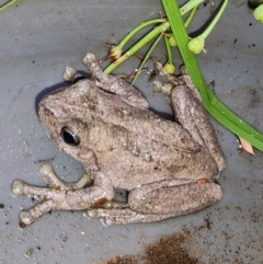 Litoria peronii at Gundaroo, NSW - 5 Feb 2023