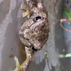 Litoria peronii at Gundaroo, NSW - 5 Feb 2023