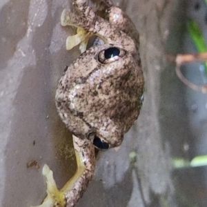 Litoria peronii at Gundaroo, NSW - 5 Feb 2023