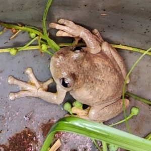 Litoria peronii at Gundaroo, NSW - 5 Feb 2023