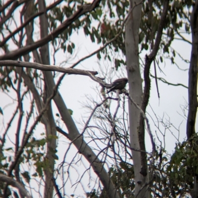 Artamus cyanopterus (Dusky Woodswallow) at Nariel Valley, VIC - 4 Feb 2023 by Darcy