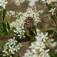 Neorrhina punctatum (Spotted flower chafer) at Cudgewa, VIC - 4 Feb 2023 by Darcy