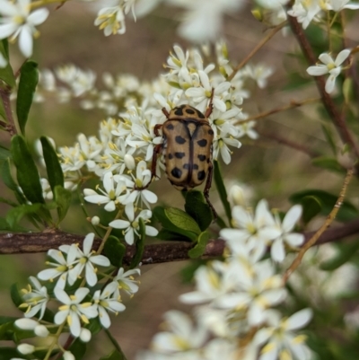 Neorrhina punctata (Spotted flower chafer) at Cudgewa, VIC - 4 Feb 2023 by Darcy