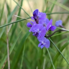 Glycine tabacina (Variable Glycine) at Holbrook, NSW - 5 Feb 2023 by Darcy