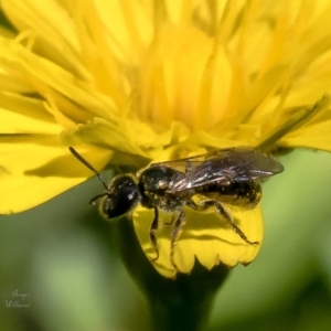 Lasioglossum (Homalictus) sphecodoides at Acton, ACT - 6 Feb 2023 10:56 AM