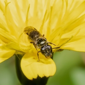 Lasioglossum (Homalictus) sphecodoides at Acton, ACT - 6 Feb 2023 10:56 AM