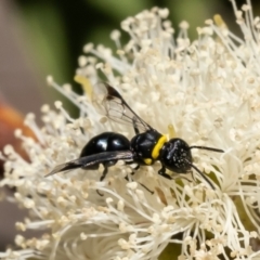 Hylaeus (Prosopisteron) primulipictus (Hylaeine colletid bee) at Acton, ACT - 6 Feb 2023 by Roger