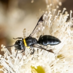 Hylaeus (Prosopisteron) primulipictus at Acton, ACT - 6 Feb 2023 10:40 AM