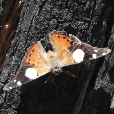 Vanessa itea (Yellow Admiral) at Cann River, VIC - 2 Feb 2023 by GlossyGal