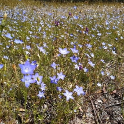 Wahlenbergia stricta subsp. stricta (Tall Bluebell) at Forde, ACT - 19 Nov 2020 by mlech