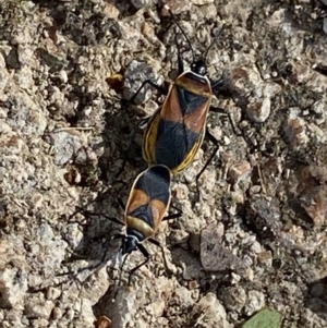 Dindymus versicolor at Bombala, NSW - 2 Feb 2023