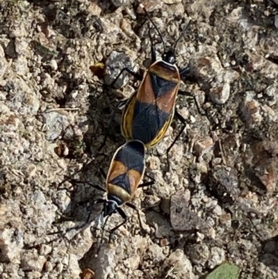 Dindymus versicolor (Harlequin Bug) at Bombala, NSW - 2 Feb 2023 by GlossyGal