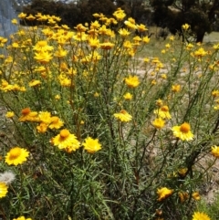 Xerochrysum viscosum (Sticky Everlasting) at Forde, ACT - 19 Nov 2020 by mlech