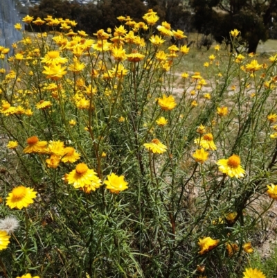 Xerochrysum viscosum (Sticky Everlasting) at Forde, ACT - 19 Nov 2020 by mlech