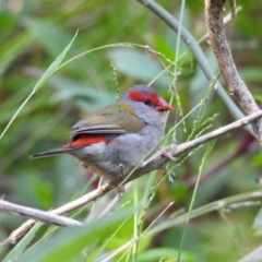 Neochmia temporalis (Red-browed Finch) at Mallacoota, VIC - 3 Feb 2023 by GlossyGal