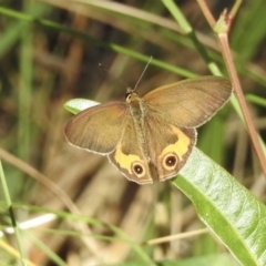 Hypocysta metirius (Brown Ringlet) at Mallacoota, VIC - 3 Feb 2023 by GlossyGal