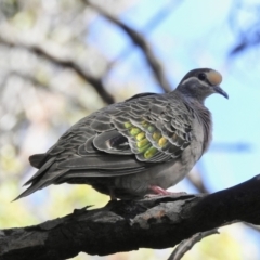 Phaps chalcoptera (Common Bronzewing) at Mallacoota, VIC - 2 Feb 2023 by GlossyGal