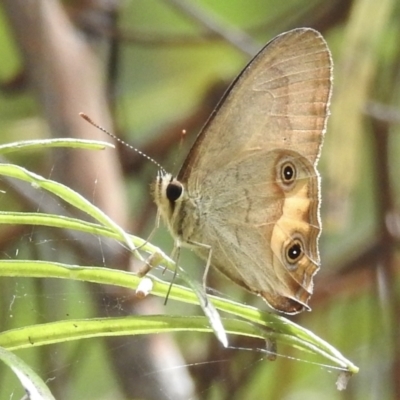 Hypocysta metirius (Brown Ringlet) at Mallacoota, VIC - 3 Feb 2023 by GlossyGal