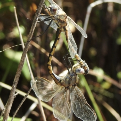 Hemicordulia tau (Tau Emerald) at Mallacoota, VIC - 5 Feb 2023 by GlossyGal