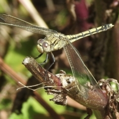 Orthetrum caledonicum (Blue Skimmer) at Mallacoota, VIC - 5 Feb 2023 by GlossyGal