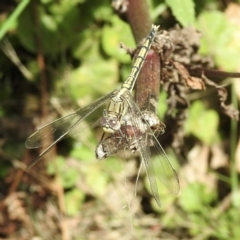 Orthetrum caledonicum at Mallacoota, VIC - 5 Feb 2023 12:02 PM