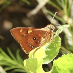 Trapezites symmomus (Splendid Ochre) at Mallacoota, VIC - 5 Feb 2023 by GlossyGal