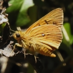 Trapezites eliena (Orange Ochre) at Cotter River, ACT - 6 Feb 2023 by JohnBundock